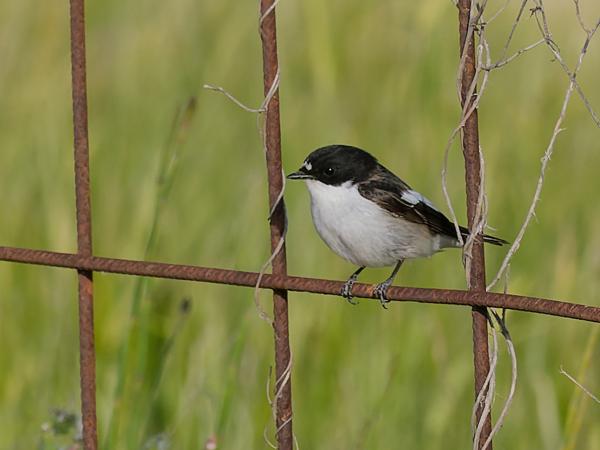 <h3><a href="/trips/ebro/biota/animalia/chordata/aves/040 passeriformes/108 muscicapidae/ficedula hypoleuca/ficedula hypoleuca-nl.html">Ficedula&nbsp;hypoleuca</a> / European&nbsp;pied&nbsp;flycatcher / Bonte&nbsp;vliegenvanger</h3>OM-1 met OLYMPUS M.40-150mm F2.8, 1/2000 sec  bij F5.6, ISO 500, afstand 11.4&nbsp;m